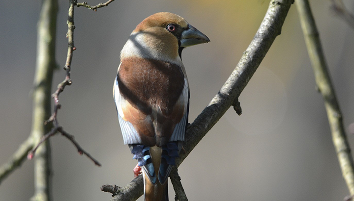 Conférence : les oiseaux des jardins
